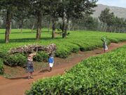 Malawian people on tea estate