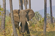 Elephant card by FOMA